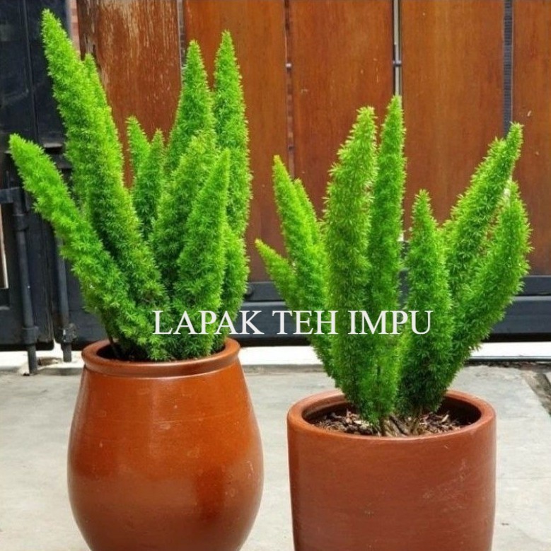 BIBIT TANAMAN HIAS - ( BISA COD ) PROMO Tanaman Hias Ekor Tupai Sudah Rimbun / Pohon Ekor Tupai Mura