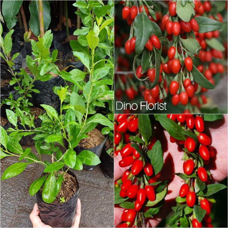 Plantopia Bibit Tanaman Buah Import Goji Berry , Goji Beri Bibit Tanaman