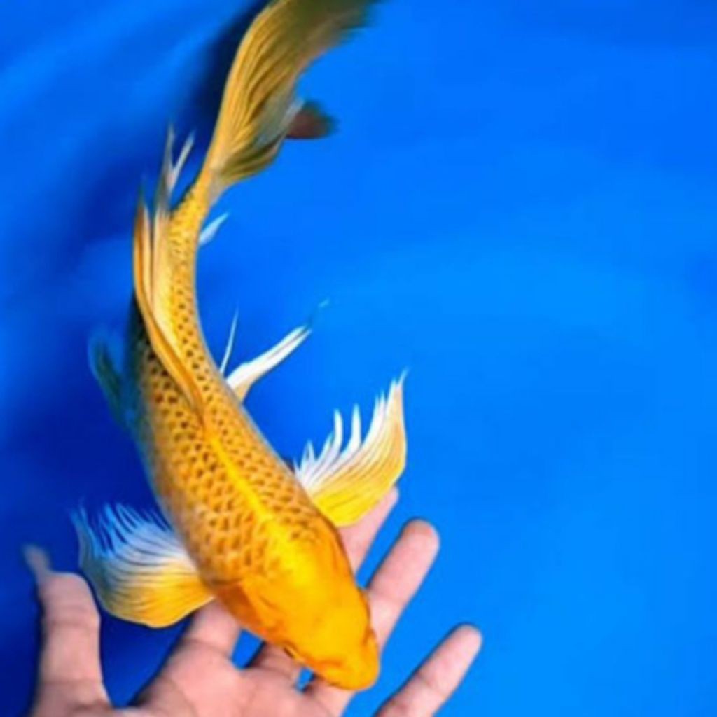 Paket koi ogon slayer kuning kumpay 15-17 cm hiasan aquarium cantik bisa cod