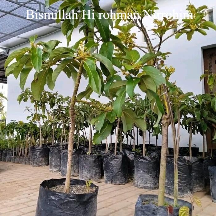 bibit buah alpukat kondisi sudah berbunga cepat berbuah