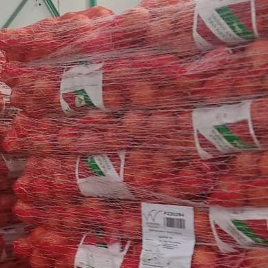 bawang bombay 20kg/bawang bombay new zealand 20kg - N.Z/Holland
