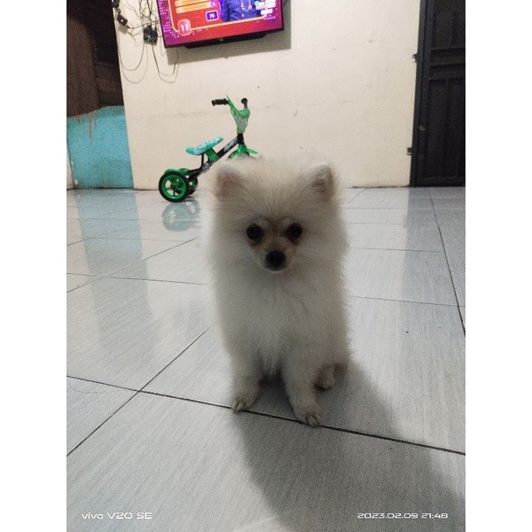Anakan Anjing Mini Pomeranian Betina Cream