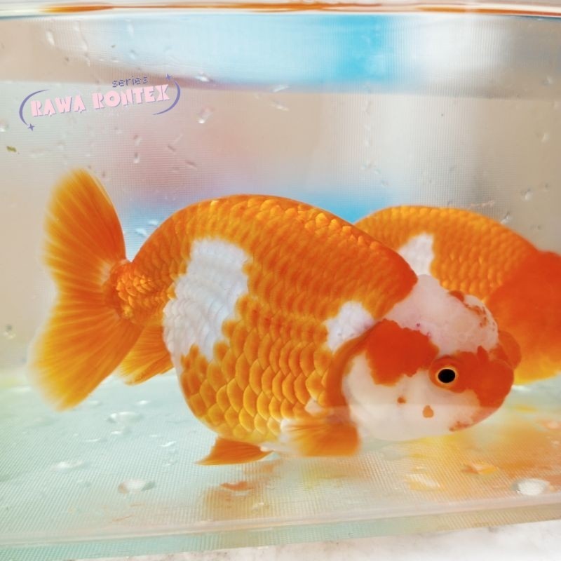 perlengkapan akuarium Ikan Mas Koki Ranchu Rancu Buffalo Lionchu Lucu HIGH QUALITY / Ikan Koki Ranch