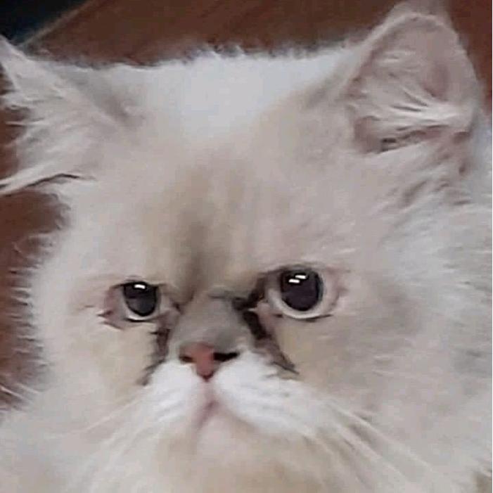 Kucing Persia / Ragdoll / Betina / Induk