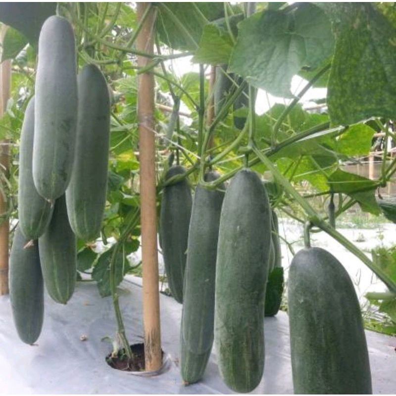 50 Biji Timun Unggulan// Biji Mentimun Siap Tanam