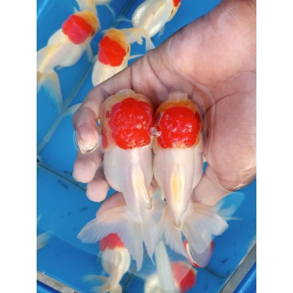Oranda red cap / ikan mas koki oranda red cap short body xl jambul tebal ikan hias aquarium