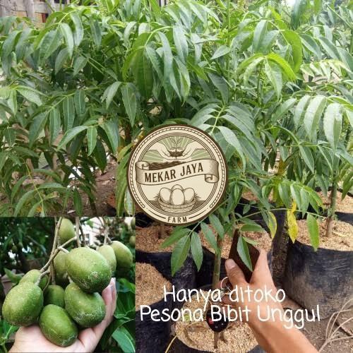 Bibit Unggul Pilihan Berkualitas Bibit Kedondong mini Buah lebat Mekarjaya Farm