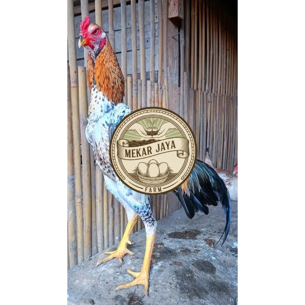 TELUR AYAM PETARUNG SHAMO JEPANG ORI Mekarjaya Farm