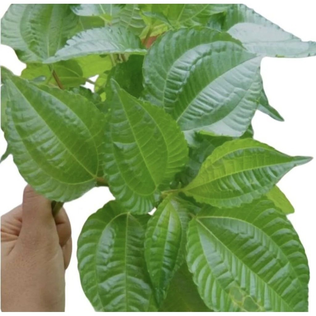 Pohon Poh Pohan Lalap Bibit Tanaman Pohon Daun Poh Pohan