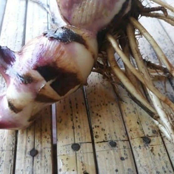 Promo COD Bibit umbi ganyong bertunas - bibit unggul   Raja.Bonggol