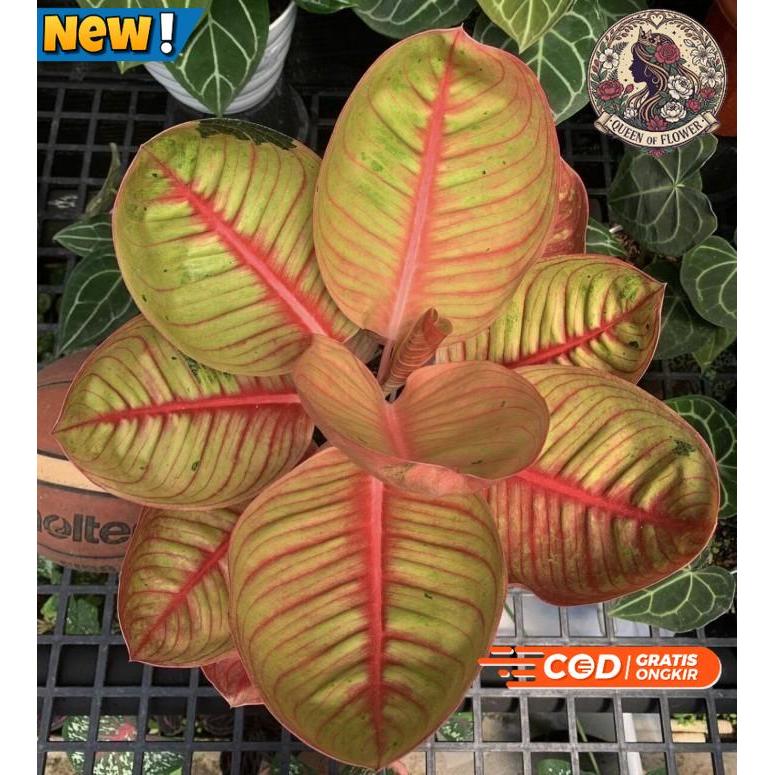 Bonggol aglonema Goliat Merah Indukan Jumbo