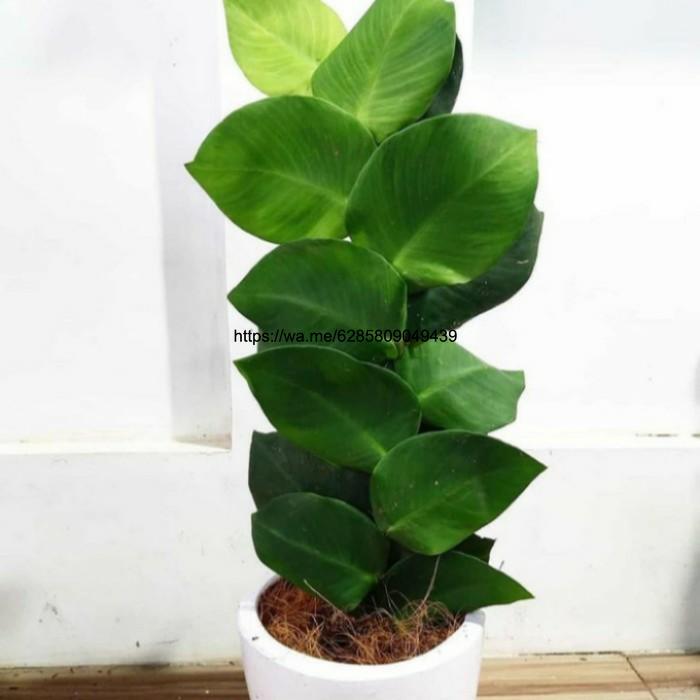 tanaman hias dollar besar+pot putih