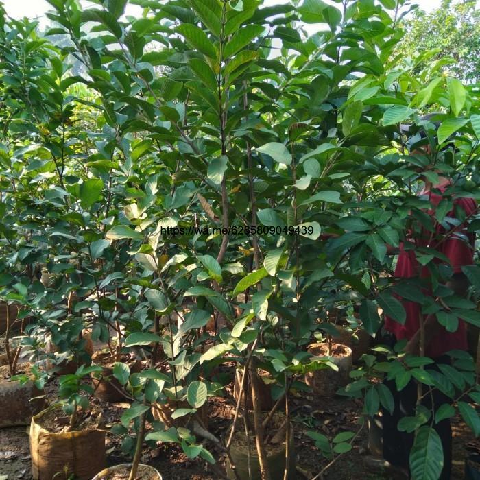 Pohon buah, pohon jambu kristal tinggi 2 meter.