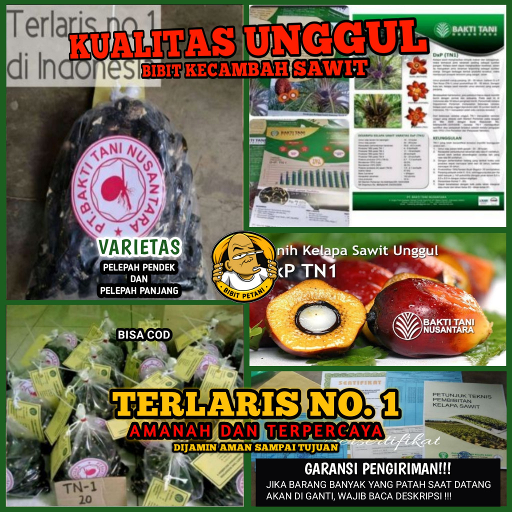 asikk_belanja - BENIH KECAMBAH POLONG BIBIT SAWIT SOCFINDO UNGGUL BERSERTIFIKAT BIBIT BENIH KECAMBAH