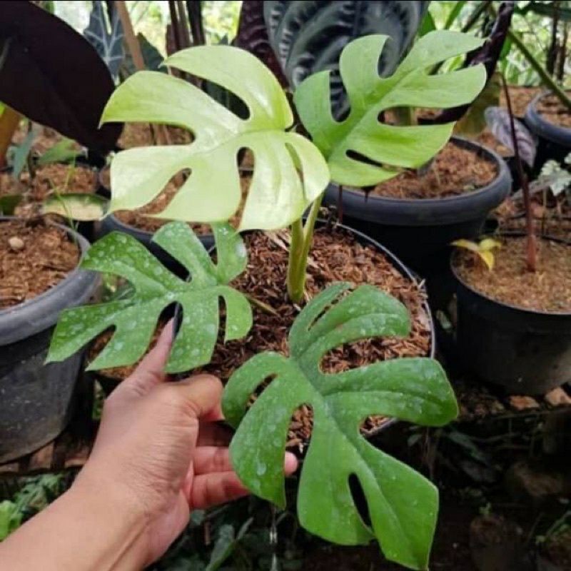 ( RIMBUN ) Tanaman hias tetrasperma mini | Tanaman Hias Tetrasperma Mini | Tanaman monstera mini | T