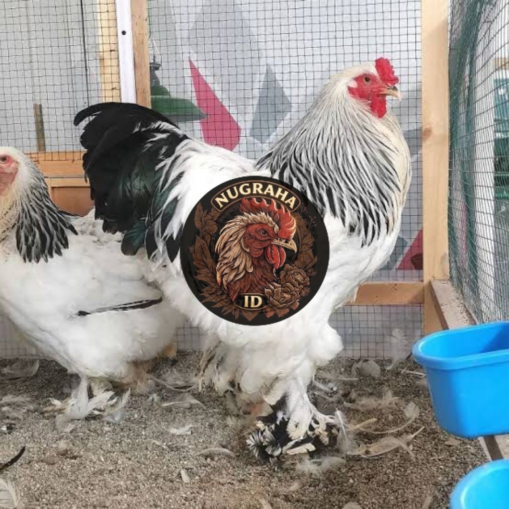 Telur Ayam Brahma Hias Asli Bisa Untuk Ditetaskan NUGRAHA ID
