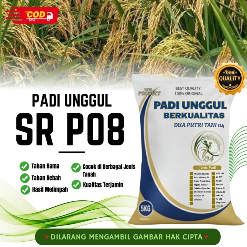 PLAOSANSTORE bibit PADI SR P 08 BIBIT UNGGUL kemasan 5kg