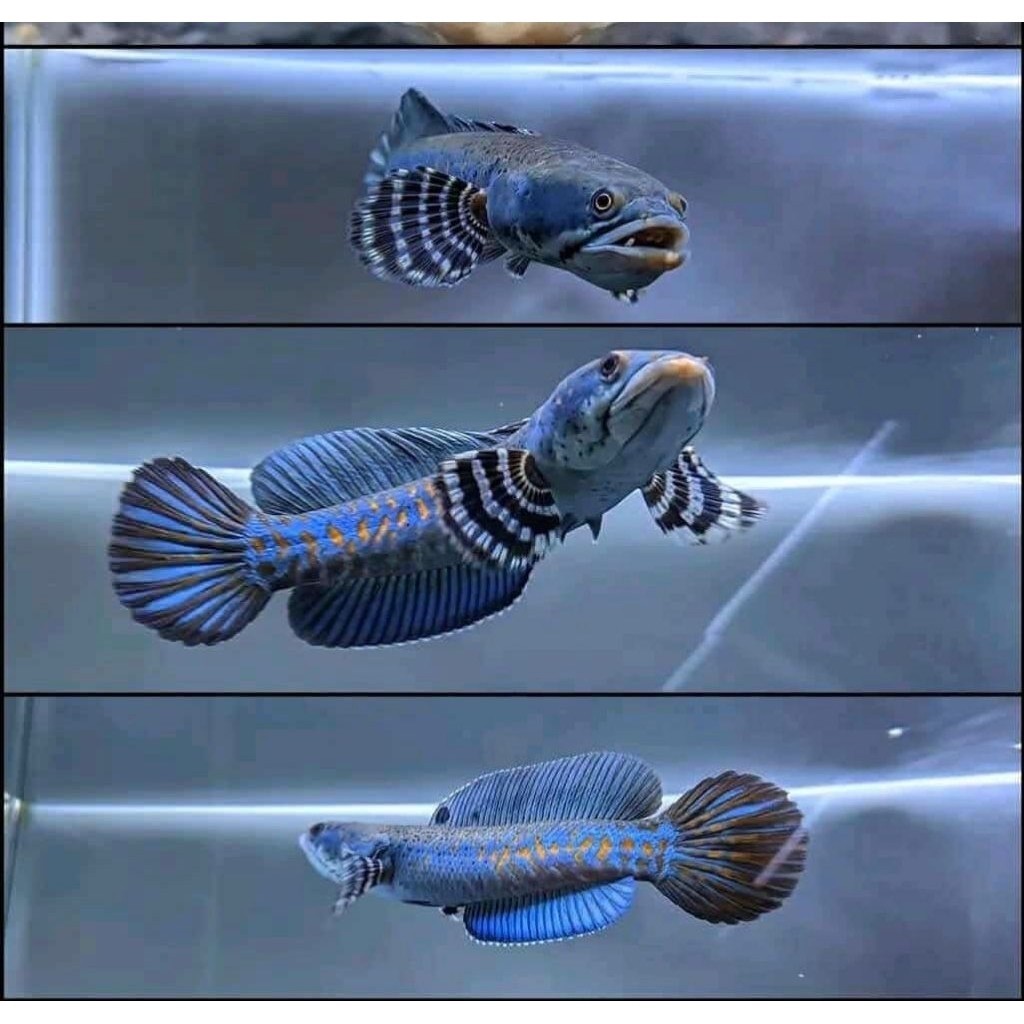 Chana Blue Pulchra Full Dot Dan Yellow Spot bagus 9-11 cm