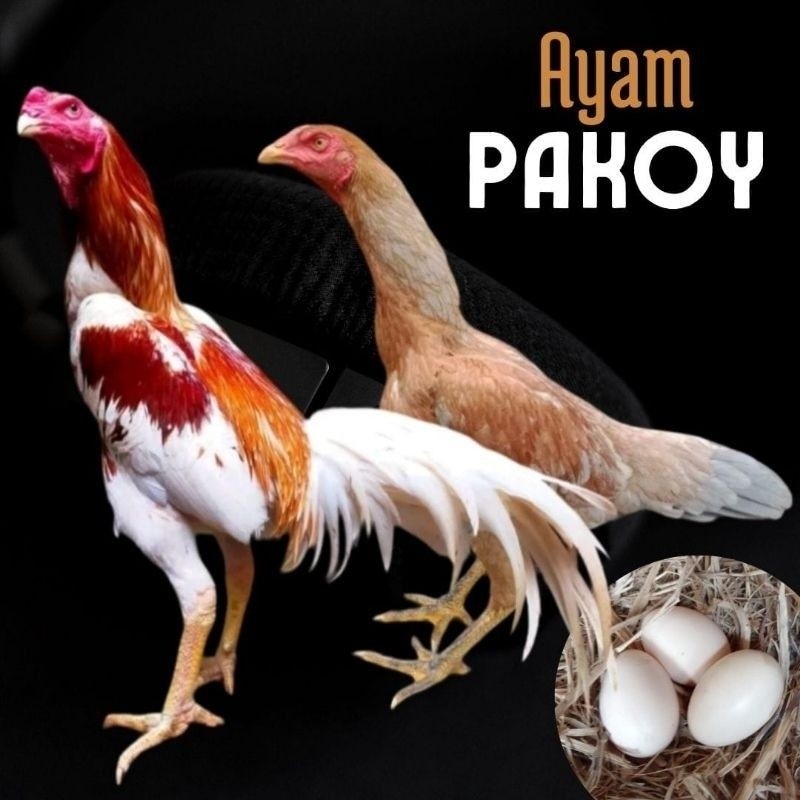 Telur Tetas Ayam Pakoy fertil super Brakot Lya_shopp20