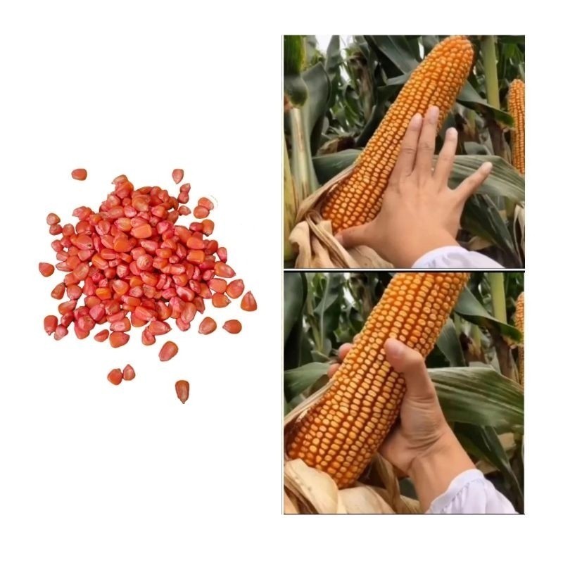 Ready[IMPORT] BENIH JAGUNG RAKSASA HOKAIDO JEPANG 100%