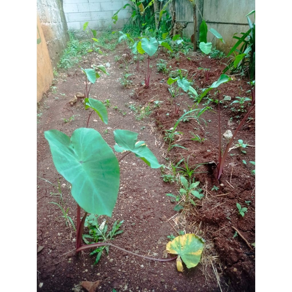 Bibit Talas Merah Has Bogor Berakar 20cm 1KG