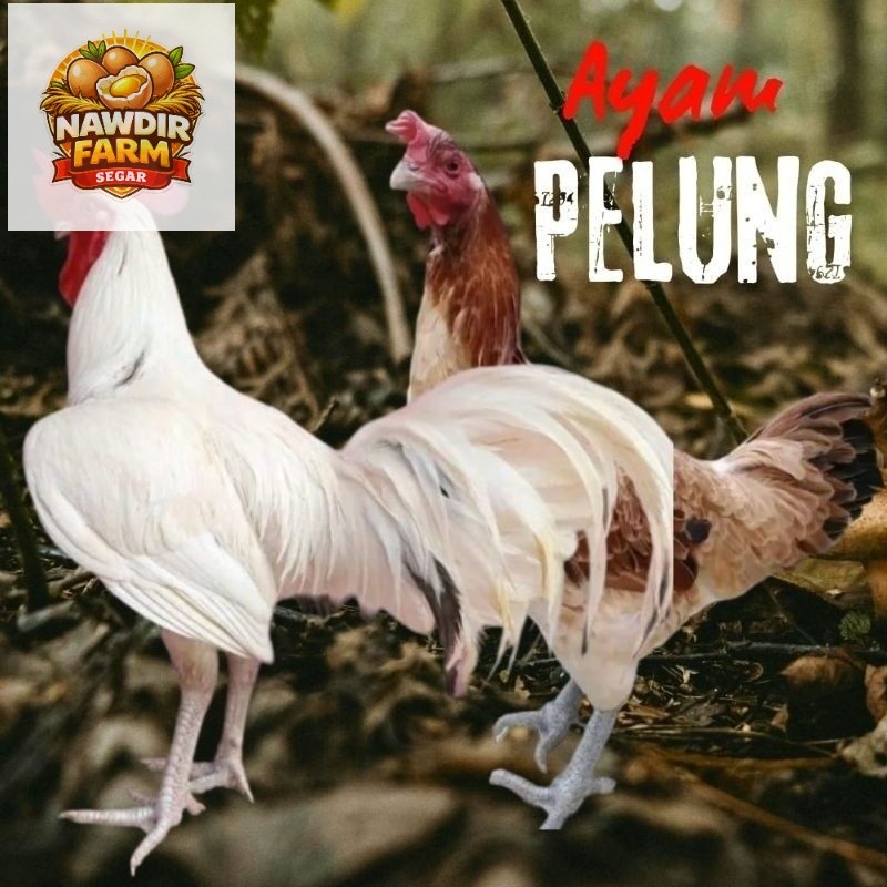 Telur Tetas Ayam Pelung Telur fertil Putih ORI untuk ditetaskan Beli 3 gratis 1