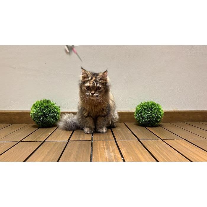 Kucing persia kitten platnose medium