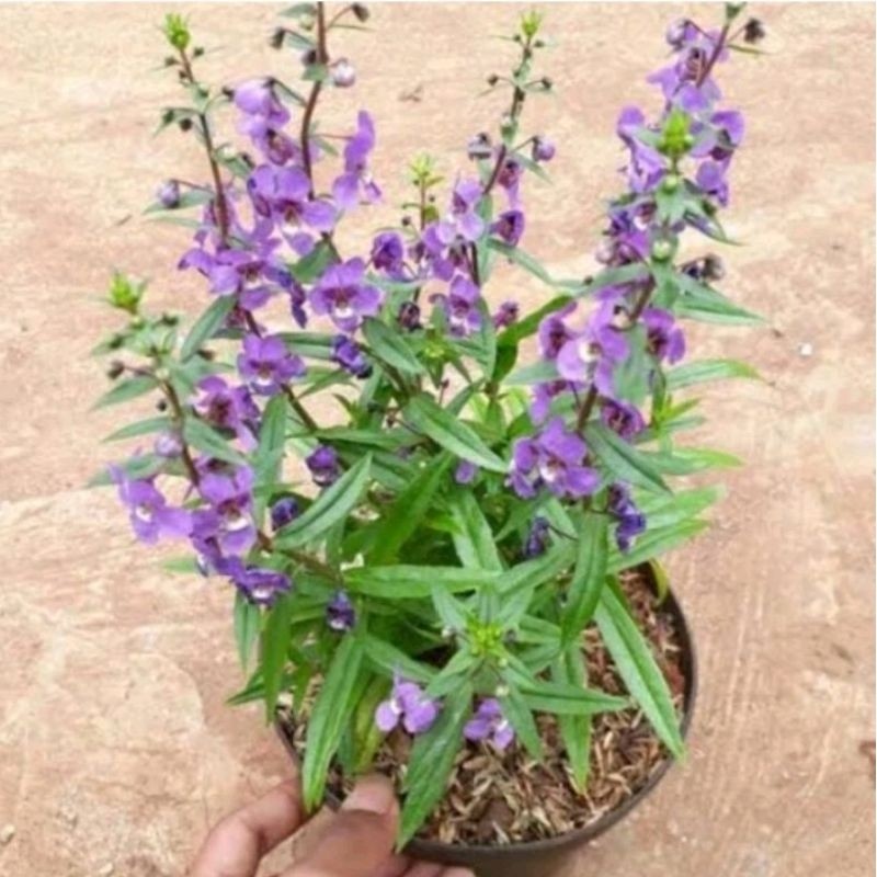 Tanaman lavender, bunga lavender bunga ungu, tanaman pengu