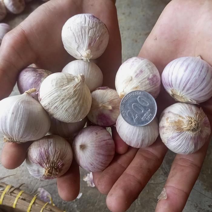 Bawang putih tunggal Jumbo 1 kg fresh