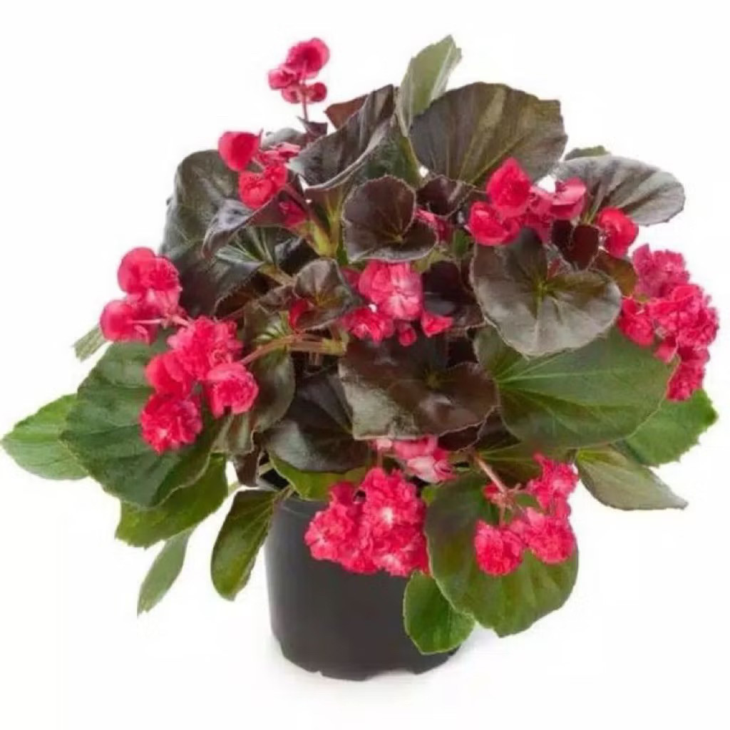 Tanaman Hias Begonia Merah 30cm Dengan Bunga Kuncup Tanaman begonia merah -tanaman hias -begonia mer