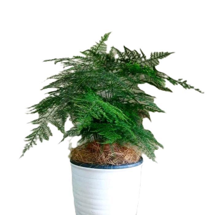 Tanaman pakis asparagus - tanaman hias - tanaman pakis asparagus daun hiasan