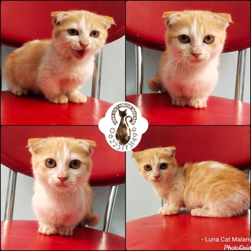 kucing munchkin gaelic fold