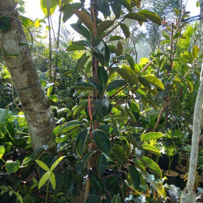 Tanaman hias. Pohon Karet kebo Tinggi 2 Meter