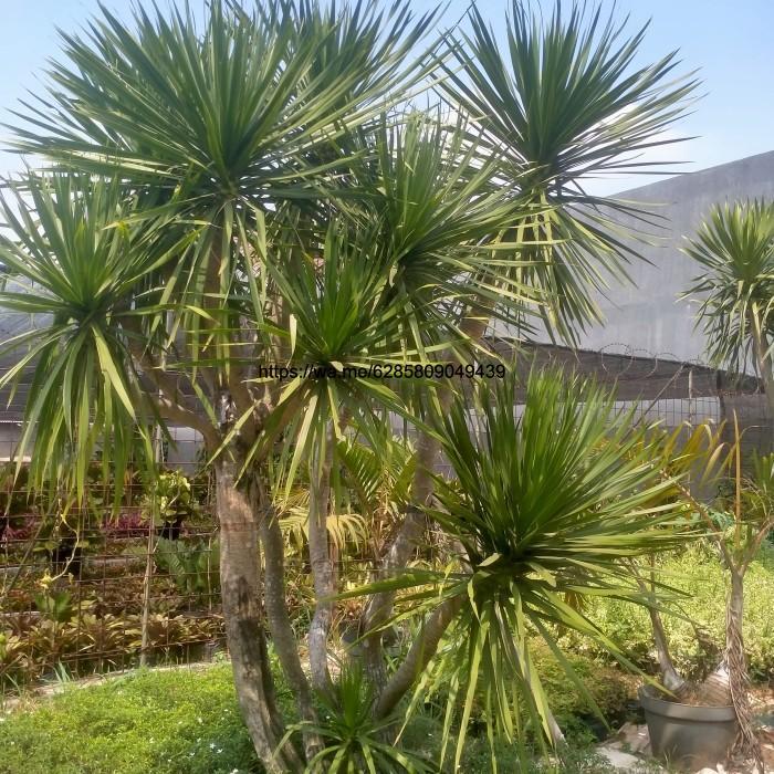 pandan Bali bercabang besar dan rimbun