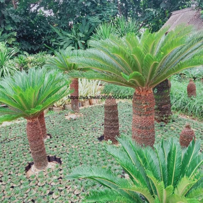 pohon palem sikas/palem sikas