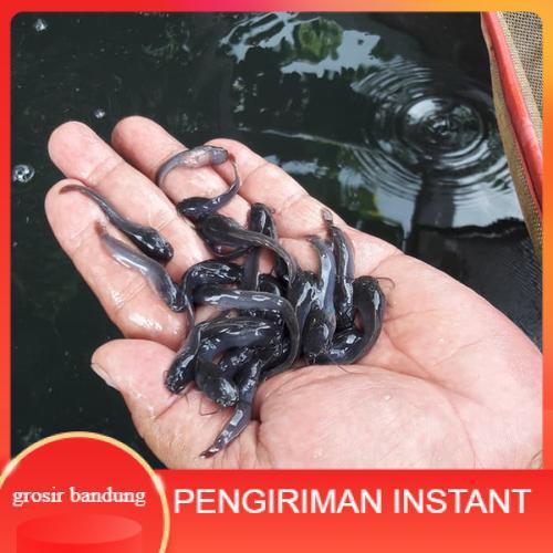 Bibit lele ukuran 6 - 7 cm per 1000 ekor di bandung