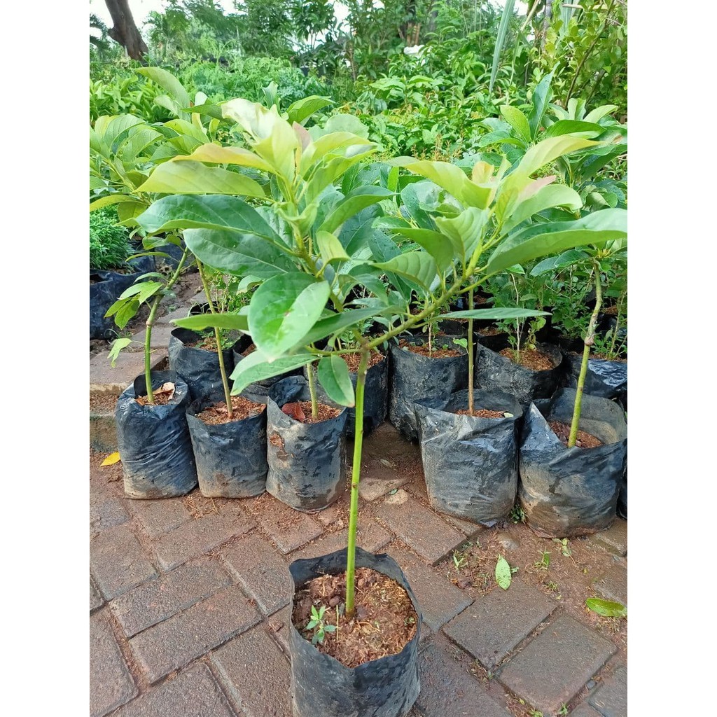 Terlaris Ready[CANGKOK OKULASI] BIBIT TANAMAN POHON BUAH ALPUKAT aligator MENTEGA JUMBO markus kuali