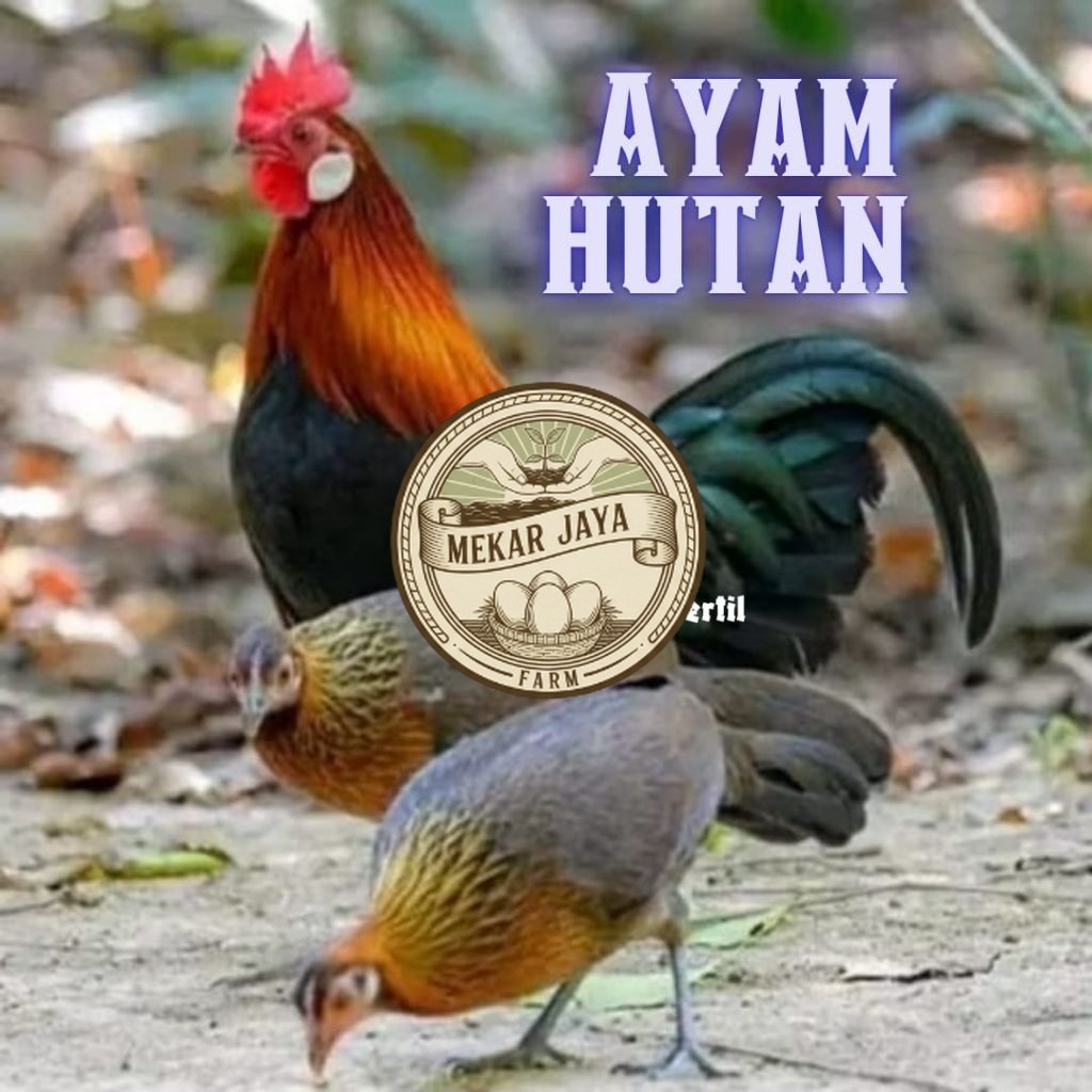 TELUR  AYAM HUTAN MERAH ASLI untuk ditetaskan Mekarjaya Farm