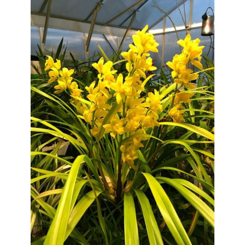 cymbidium golden boy