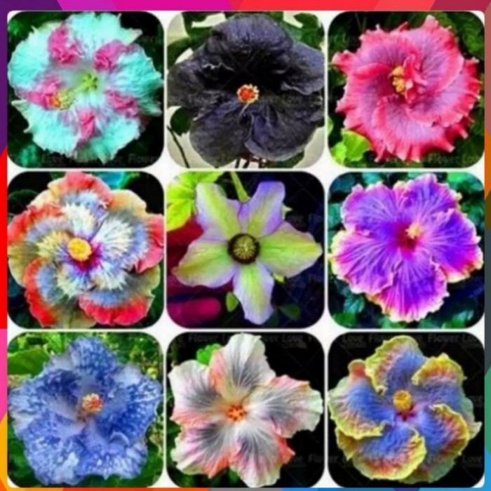 BIBIT BUNGA SEPATU MIX / KEMBANG SEPATU / HIBISCUS RAKSASA IMPORT