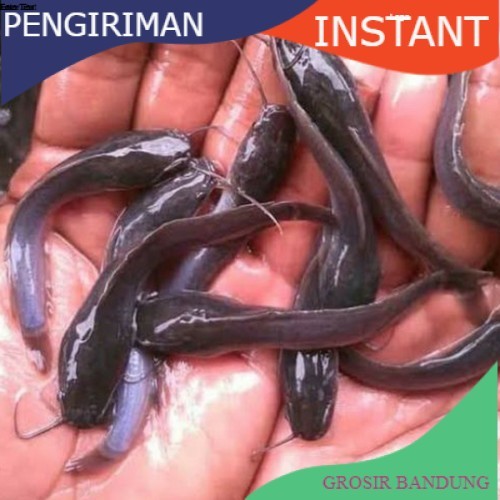 Bibit lele ukuran 6 - 7 cm per 100 ekor di bandung GROSIR BANDUNG