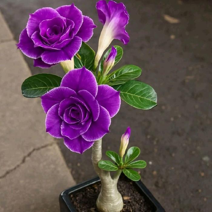 Tanaman Hias Bunga Adenium Kamboja Jepang - Bibit Bunga Adenium Tumpuk Pupuk - AD 24