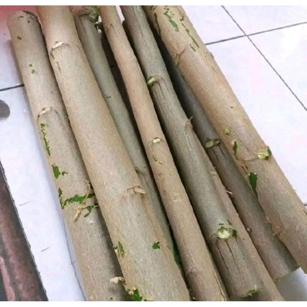 20 bibit batang kelor / bibit kelor / batang kelor tua