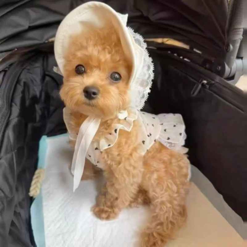 Gaun-gaun kecil yang manis untuk anjing, kucing, boneka beruang mini, Bichon, dan Maltese.