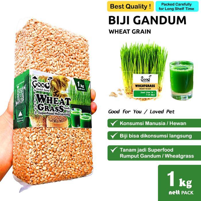 GoodSeed - Biji Gandum (Benih Wheatgrass) Superfood Rumput Kucing 1 kg