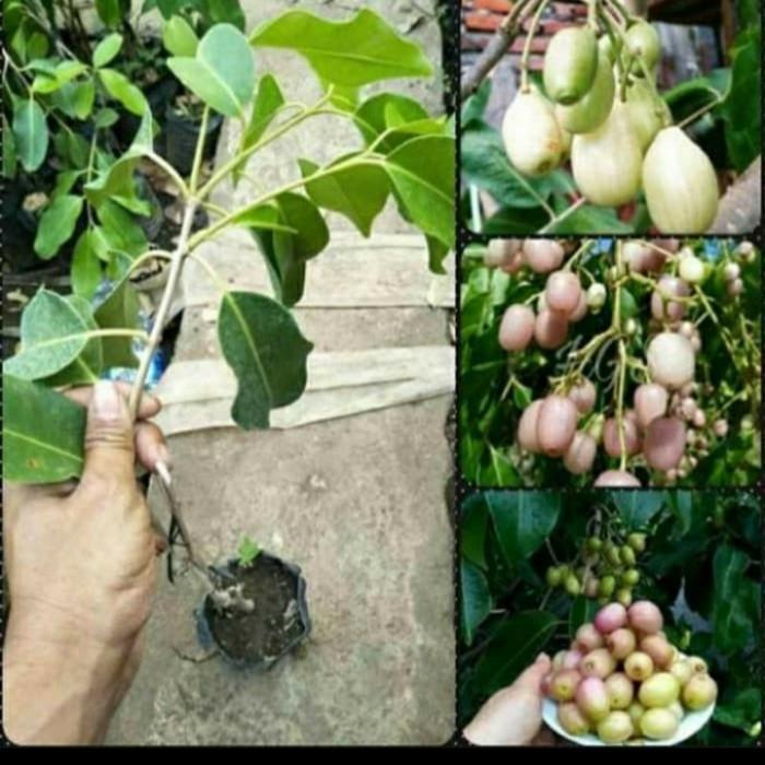 BIBIT JUWET PUTIH TANPA BIJI OKULASI/ BIBIT TANAMAN JUWET PUTIH UNGGUL Bibit Tanaman Super Unggul CV