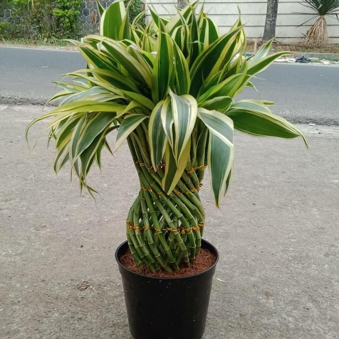 bambu hoki lucky bamboo