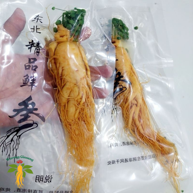 200gr (Fresh Ginseng Korea ) Akar Ginseng Hidup Asli Korea/ Akar Ginseng Korea Utuh