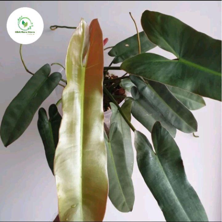 Tanaman hias philodendron Atabapoense - Tanaman hias philodendron