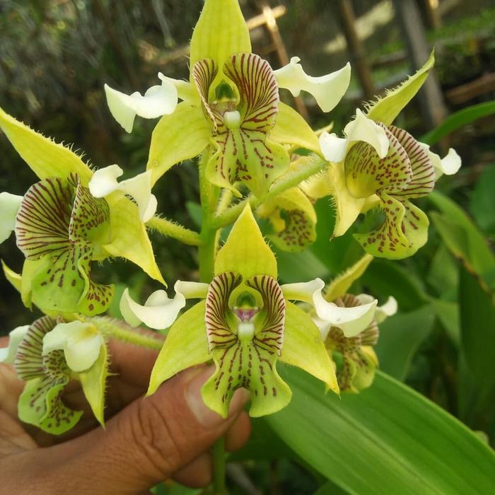 anggrek dendrobium macrophyllum/anggrek jamrut
